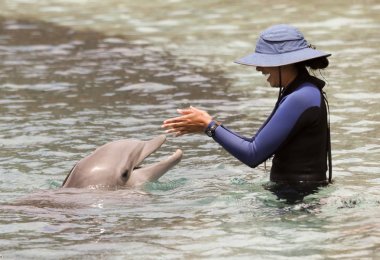 Bir eğitmen Dolphinaris, Arizona, bir yunus ile etkileşime girer.