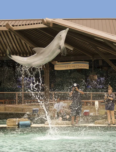 Violações de golfinhos engarrafados para fotógrafos em Dolphinaris , — Fotografia de Stock