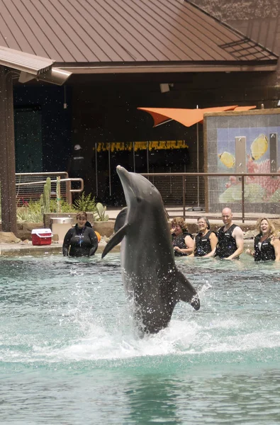 A Dolphin Breaches for Visitors at Dolphinaris, Arizona — Stock Photo, Image