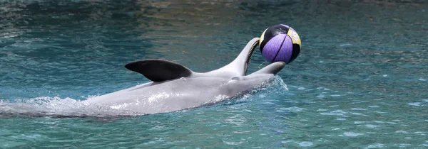 A Dolphin Plays with a  Basketball at the Surface — Stock Photo, Image