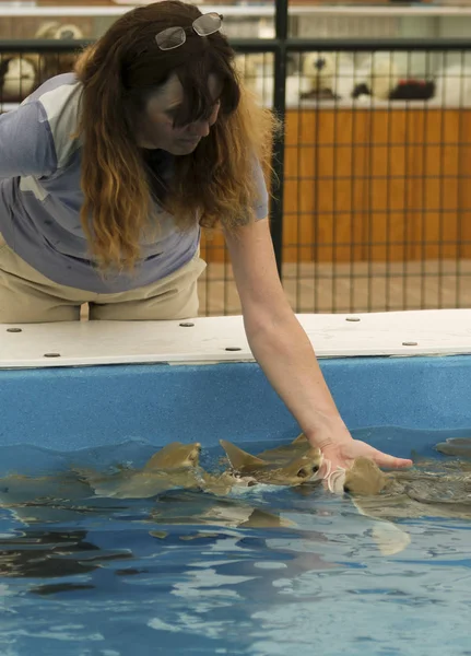 A Woman Hand Feeds Stingrays, Rooster Cogburn Ostrich Ranch, Pic — Stock Photo, Image