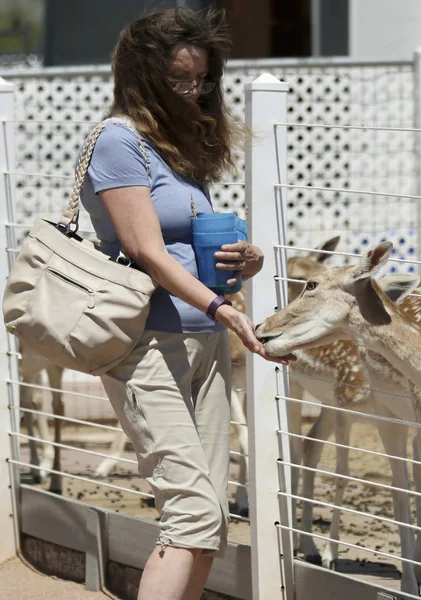 A Woman Feeds Fallow Deer, Rooster Cogburn Ostrich Ranch, Picach — Stock Photo, Image