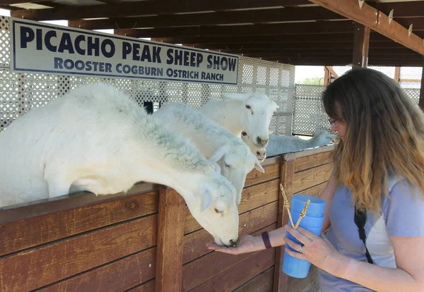 Una mujer alimenta ovejas, gallo Cogburn avestruz rancho, Picacho, Ari — Foto de Stock
