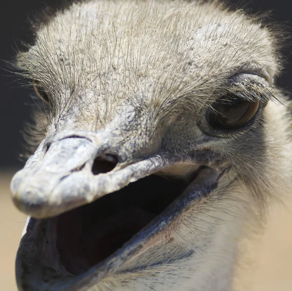 Um retrato de perto de uma avestruz fêmea — Fotografia de Stock