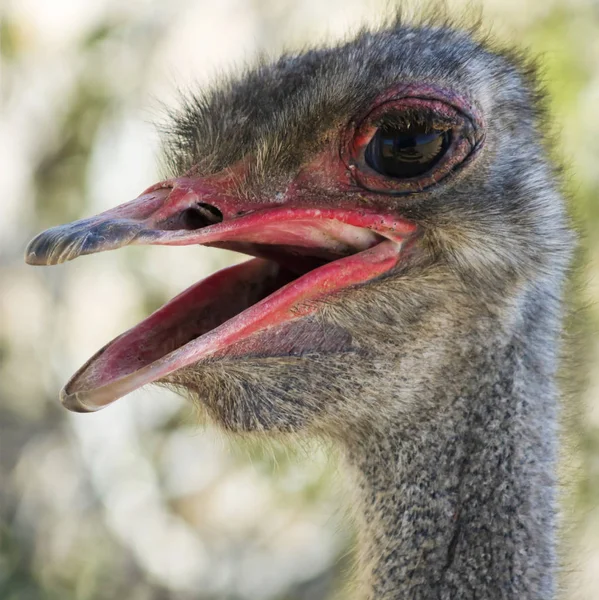 A Close Up Portrait of a Male Ostrich — Stock Image A Close Up Portrait of a Male Ostrich Stock Picture