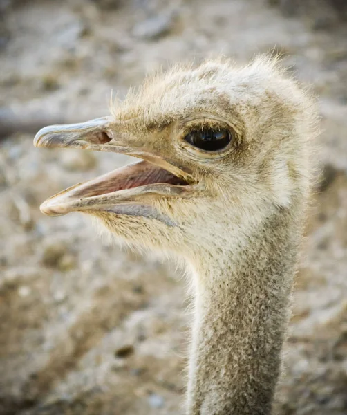 A Close Up Portrait of a Female Ostrich — Stock Image A Close Up Portrait of a Female Ostrich Stock Image