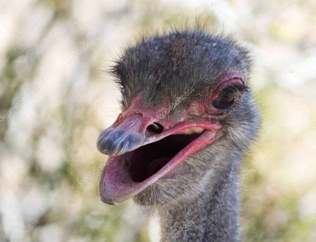 A Close Up Portrait of a Male Ostrich