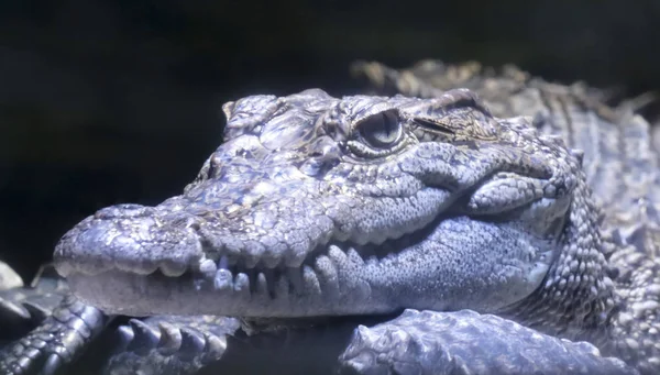 Et nærbillede af en siamesisk krokodille - Stock-foto
