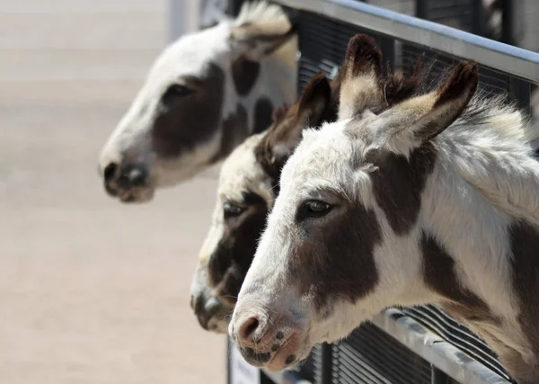 A Trio of Miniature Sicilian Donkeys in a Corral — Stock Photo, Image
