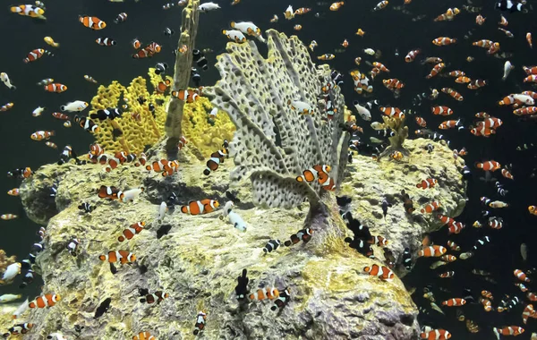 Een congregatie van Clown vis op een koraal rif — Stockfoto
