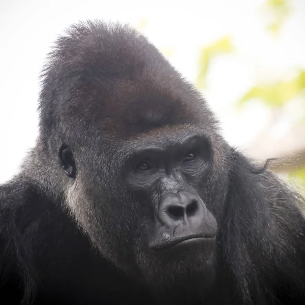 Um retrato de uma planície ocidental Silverback Gorilla — Fotografia de Stock