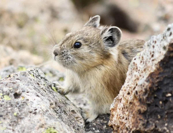 Küçük bir Pika Alp Talus dışarı bakar