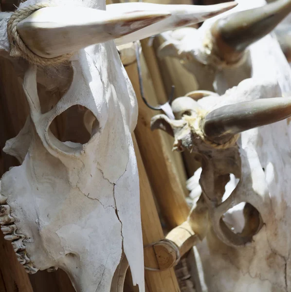 Un trío de cráneos de vaca colgando de un bastidor de madera — Foto de Stock