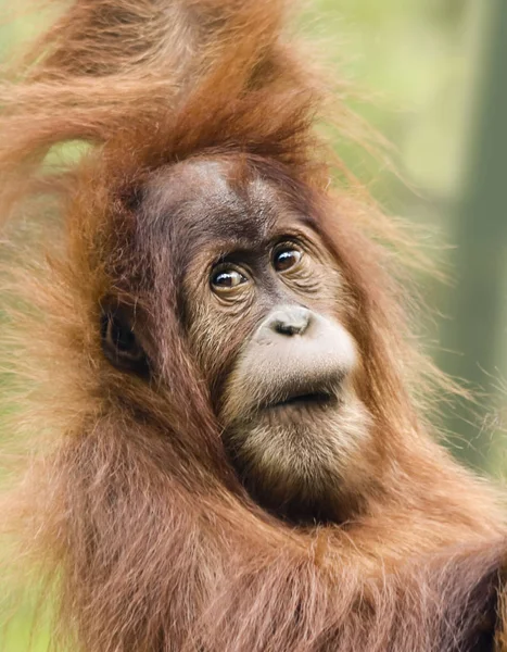 Zamknij portret młody Orangutan — Zdjęcie stockowe