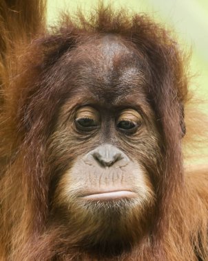 Üzücü bir genç Orangutan yakın bir portresi