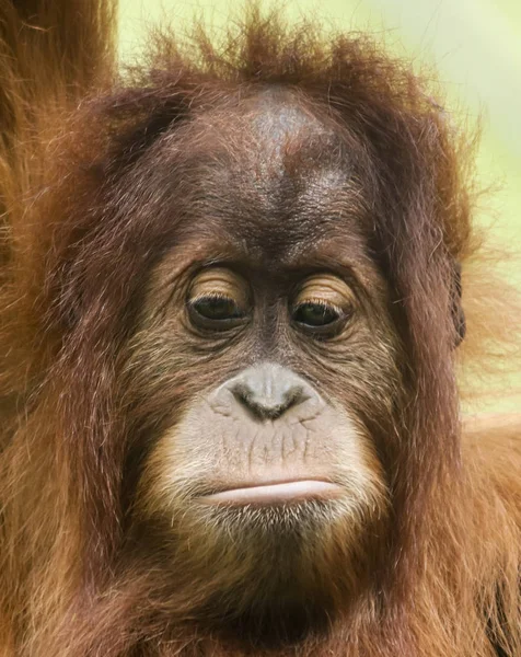 A Close Portrait of a Sad Young Orangutan — Stock Photo, Image