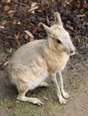 Patagonya Mara (Dolichotis patagonum), büyük bir kemirgen