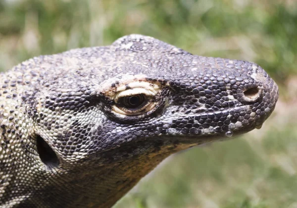 Een close-up van een komodovaraan — Stockfoto