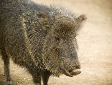 Pekari, yakından da Javelina denir