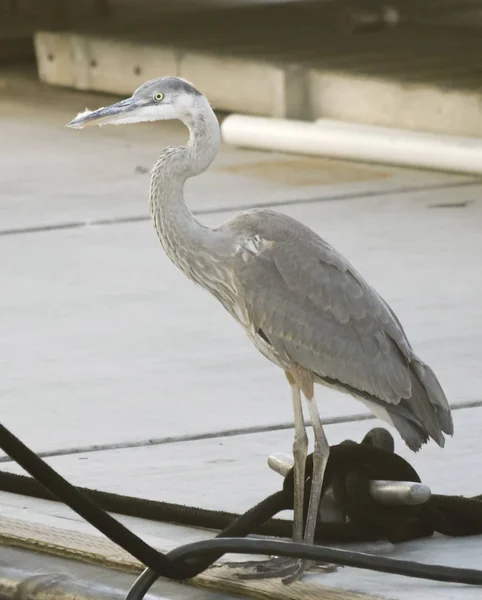 A Great Blue Heron Stands Dockside, Alert for Fish — Stock Photo, Image