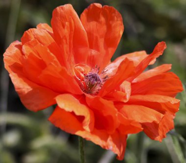 Bir Olympia turuncu Oriental Poppy veya gelincik orientale