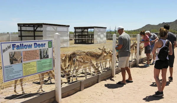 Een mens voedt damherten, Rooster Cogburn struisvogel Ranch, Picacho, — Stockfoto