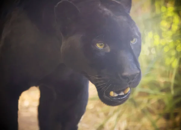 Een Close Up zwarte panter, Panthera onca — Stockfoto