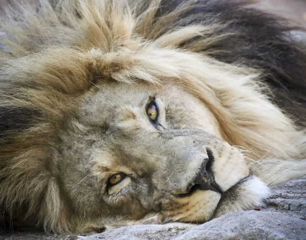 Een portret van een mannelijke leeuw loungen op de grond — Stockfoto