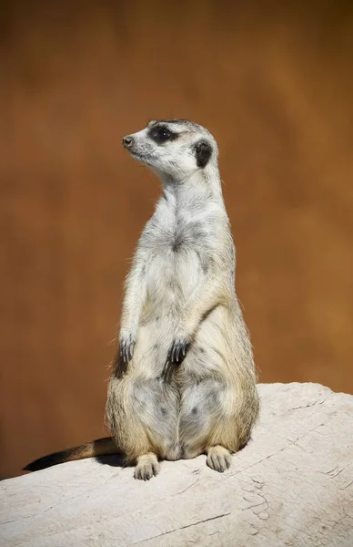 Μια ειδοποίηση φρουρός meerkat να προειδοποιήσει για κίνδυνο — Φωτογραφία Αρχείου