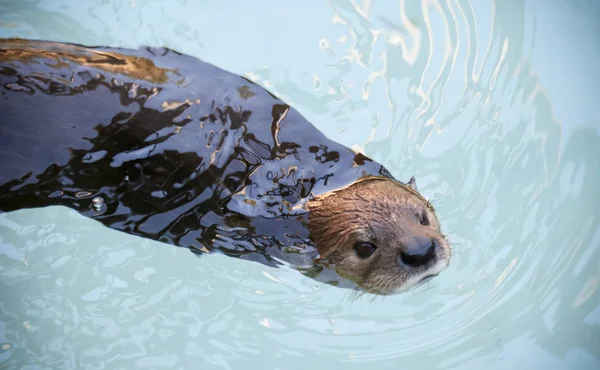 Ett porträtt av en simning floden Otter — Stockfoto