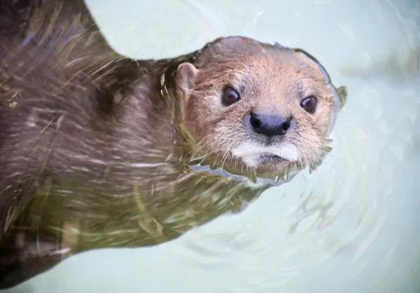 A Portrait of a Swimming River Otter — Stock Photo, Image