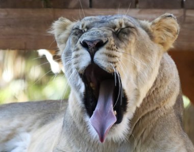 Esneme bir Afrikalı kadın Hayvanat Bahçesi aslan portresi