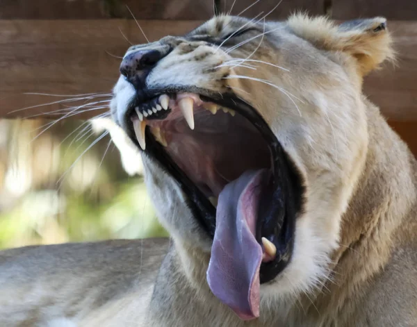 Een portret van een Afrikaanse vrouw Zoo Leeuw geeuwen — Stockfoto