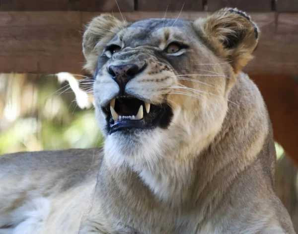 A Portrait of an African Female Zoo Lion Snarling — Stock Photo, Image