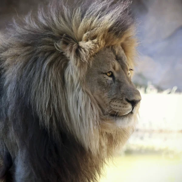 A Portrait of an African Lion Male — Stock Photo, Image