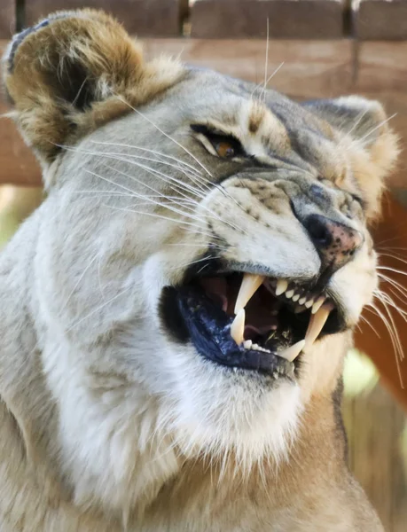 非洲女性动物园狮子咆哮的画像 — 图库照片