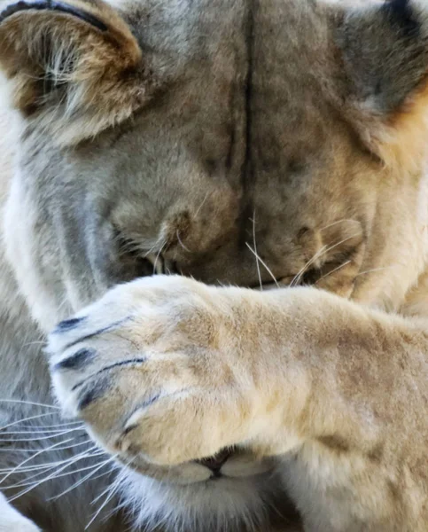 A Portrait of the Head of an Ashamed African Lion Female — Stock Photo, Image