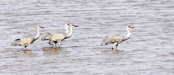 A Quartet of Juvenile Sandhill Cranes Plays Follow the Leader — Stock Photo, Image