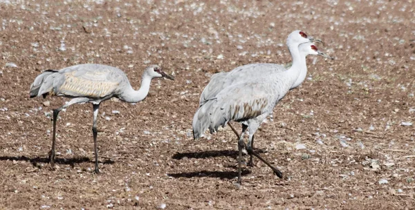 Juvenil Sandhill Vinçler, Whitewater beraberlik üçlüsü — Stok fotoğraf