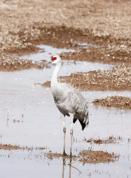A Single Adult Sandhill Crane Standing at a Pond's Edge — Stock Photo, Image