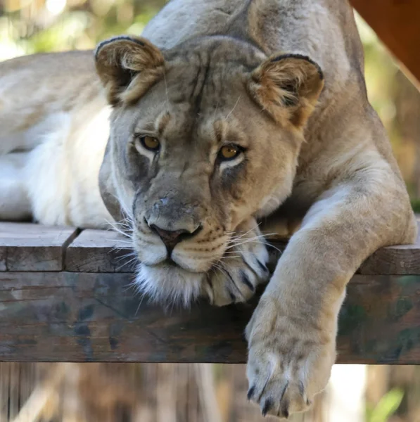 A Portrait of a Female Lion Lounging in a Zoo — Stock Photo, Image