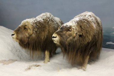 Misk sığırları, uluslararası yabani hayvanlar ve bitkiler Müzesi, Tucson, Ariz çifti