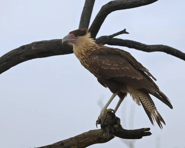 Una cresta norte inmadura Caracara, Caracara cheriway —  Fotos de Stock