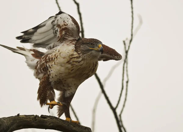 Un Halcón Ferruginoso en un viejo enganche —  Fotos de Stock