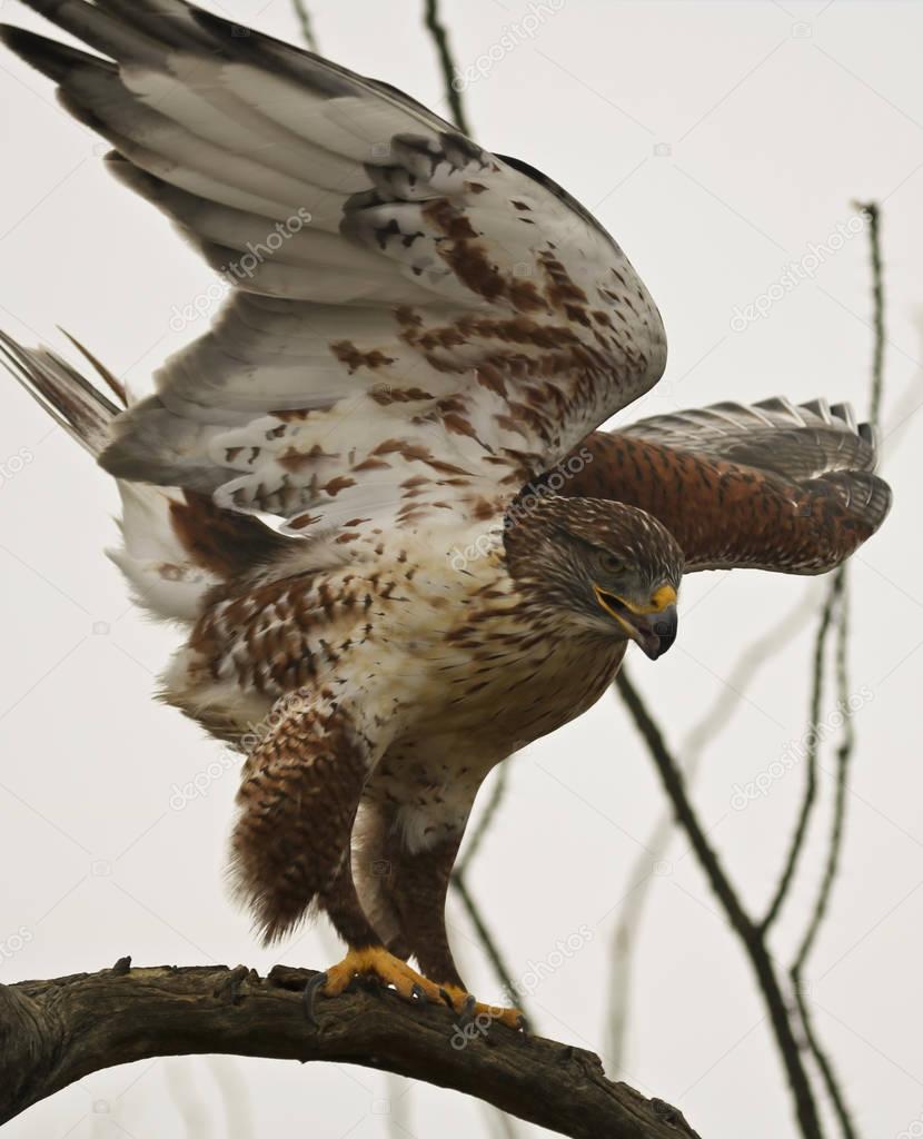 A Ferruginous Hawk on an Old Snag