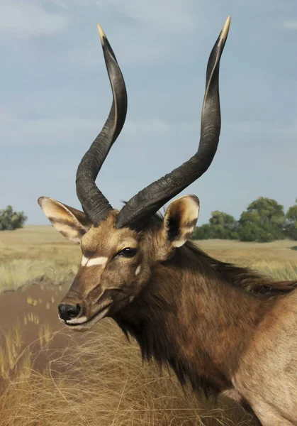 Un antílope Nyala de tierras bajas, Museo Internacional de Vida Silvestre, Tucson , — Foto de Stock