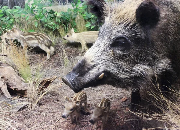 Un jabalí salvaje y lechones, Museo Internacional de la Vida Silvestre, Tucs — Foto de Stock