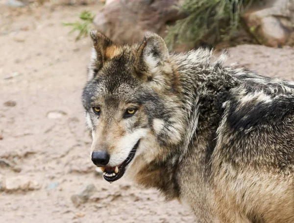 Um retrato de um lobo cinzento mexicano — Fotografia de Stock