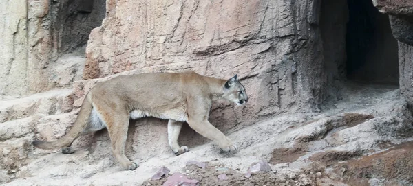 A Mountain Lion Returns to its Lair After Hunting — Stock Photo, Image