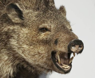 Pekari, yakından da Javelina denir